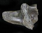 Cretaceous Crocodilian Skull Section - Montana #29067-1